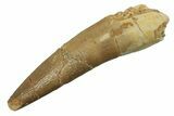 Fossil Plesiosaur (Zarafasaura) Tooth - Morocco #298342-1
